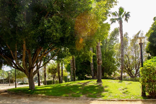 Parkta yeşil ağaçlar, yeşil çimenli güneşli bir çayırda