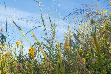  Gökyüzünün arka planında yabani çiçekler