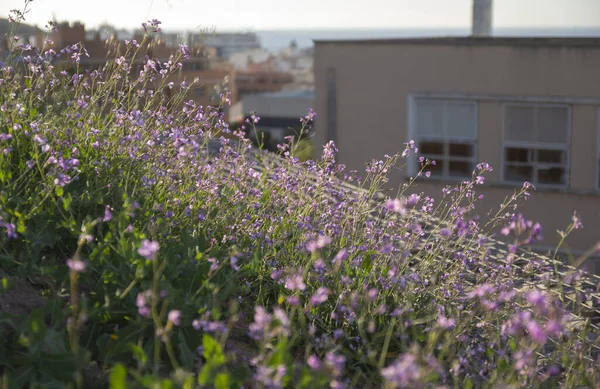 Şehir manzarasının arka planında narin kır çiçekleri