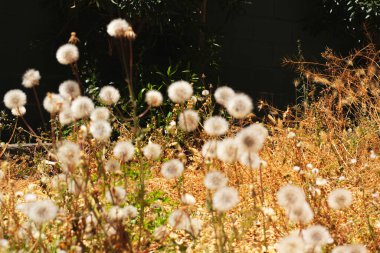 Koyu arkaplanda sarı çimlerde karahindibalar. Yüksek kalite fotoğraf