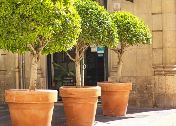 Street of the old city, trees in tubs. High quality photo