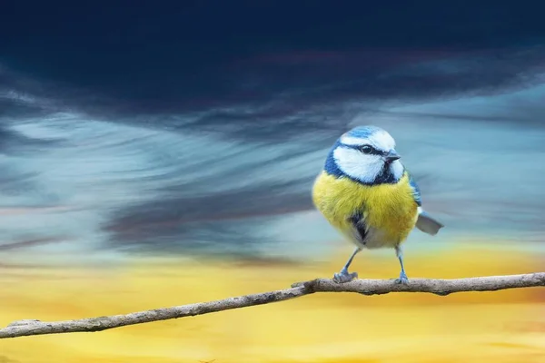 Dalda oturan güzel bir kuş, Ukrayna 'nın bir sembolü.