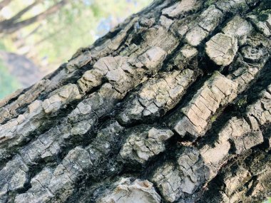 Bir klip Yaşamı gösterir