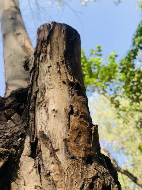 Doğa klipsle başlar