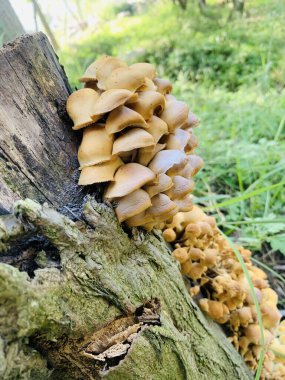 Vahşi yaşamın pansumanları soluk değil