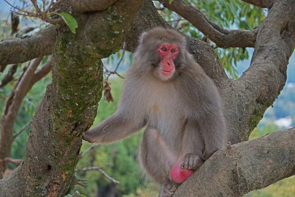 Ağacın Tepesindeki Anne Maymun — Stok fotoğraf