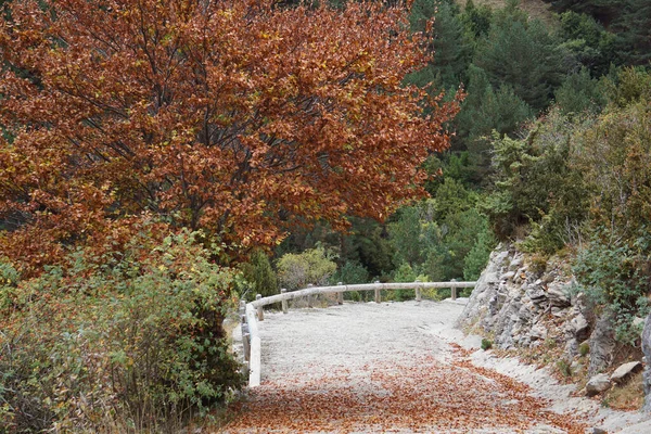 Löv Faller Hösten Pyrenéerna — Stockfoto