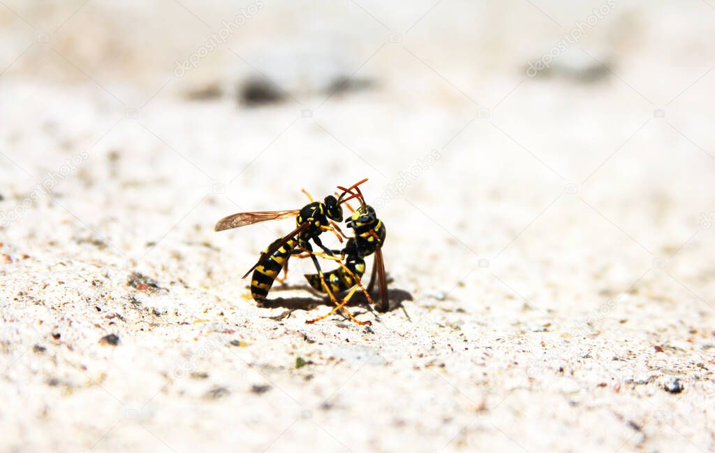 Bees fighting on the ground against each other