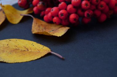 Koyu arkaplanda sonbahar yaprakları