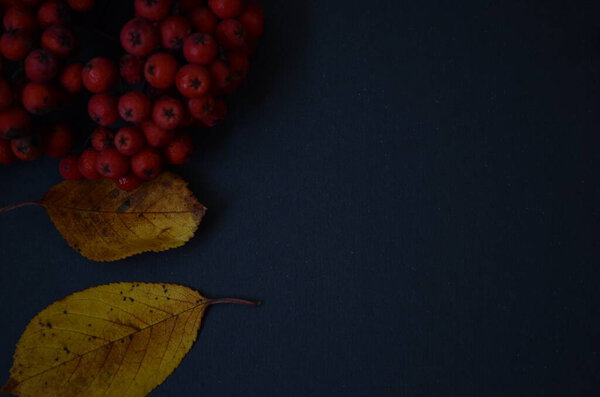 autumn berries leaves on a dark background