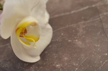 Beyaz orkide, koyu arkaplanda yakın plan.