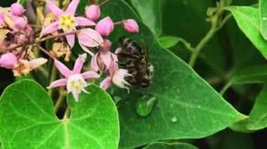 Bir çiçeğin üzerinde arı