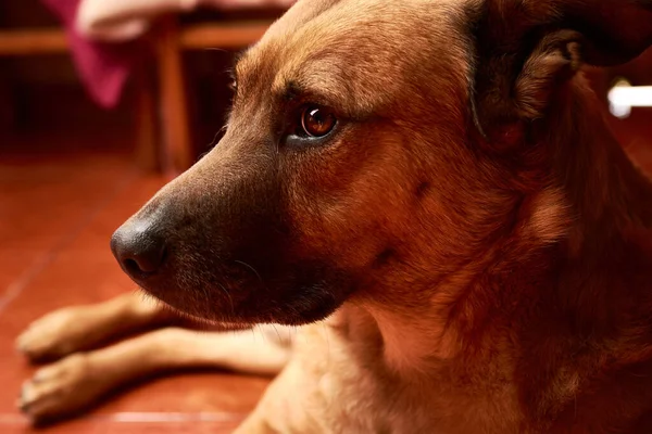 Creole Dog Resting Home Calm Relaxed Head Looking Straight Ahead — Stock Photo, Image