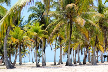 Panama Palmiyeleri San Blas Adaları