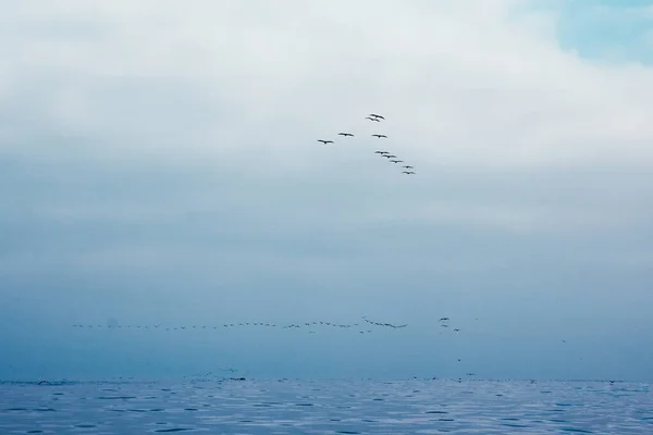 Parque Nacional Parakas Perú Aves Voladoras Sobre Océano —  Fotos de Stock