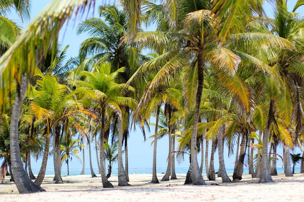 Panama Palmiyeleri San Blas Adaları — Stok fotoğraf