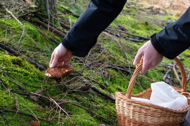 Mantar, el ve sepet toplayan bir taşıyıcı.