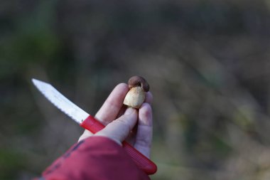 Bıçaklı bir kadının elinde mantar mantarı.