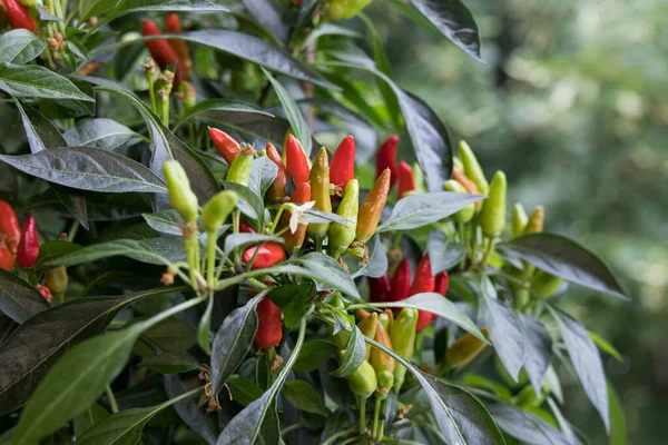 Thai Birds Eye Chili Pepper Stock Image