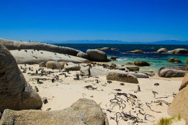 South Africa Cape Town Penguins