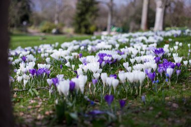 first crocuses field in spring