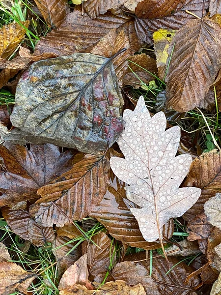 Płaskowyż stosu liści, zimowe tło, pierwszy mróz — Zdjęcie stockowe