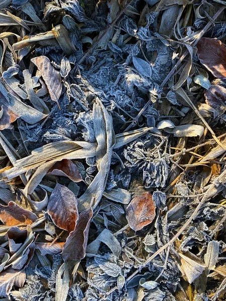Flatlay of a pile of leaves, winter background, first frost — стоковое фото