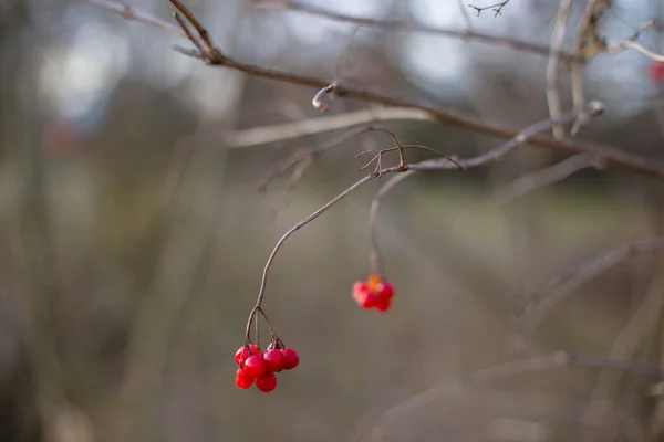 Bagas vermelhas em um ramo, viburnum — Fotografia de Stock