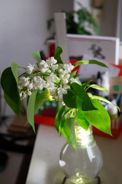 First spring flowers in the room — Stock fotografie