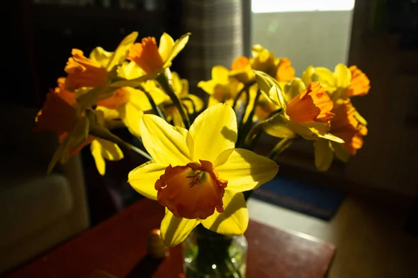 First spring flowers in the room — Foto de Stock