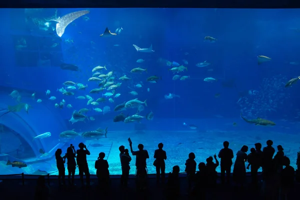 Okinawa Aquarium, a big fish Royalty Free Stock Images