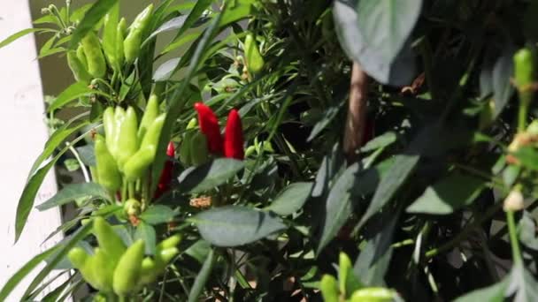 Chili Peppers Plant — Stock Video