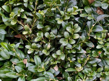 Doğal yeşil Backgound Flatlay orman çalılığı