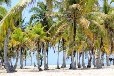 Panama 'daki San Blas Tropikal Adaları