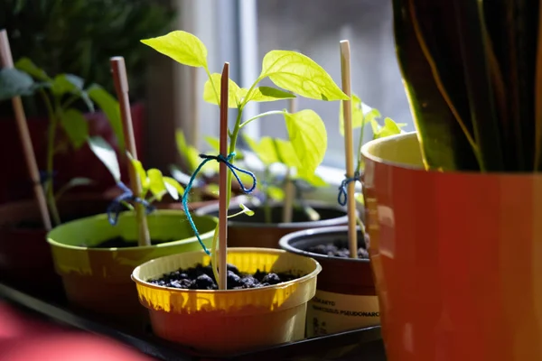 Small Chili Pepper plants on the windowsil — Stock Photo, Image