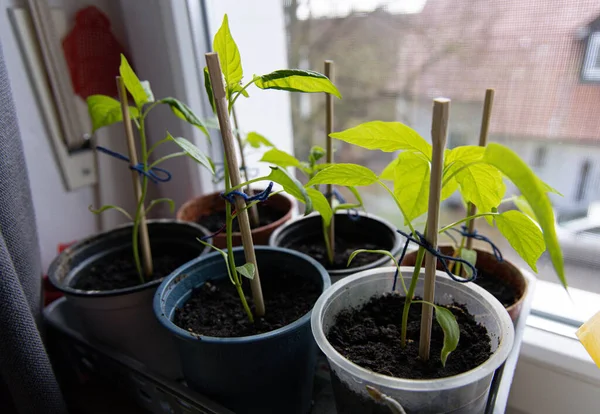 Small Chili Pepper plants on the windowsil — Stock Photo, Image