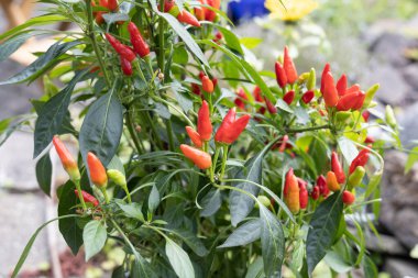 Tayland Kuş Gözü Chili Biberi