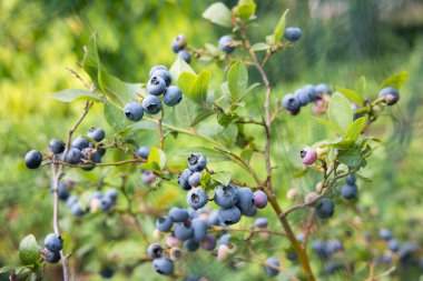 Bahçedeki olgun böğürtlenler.