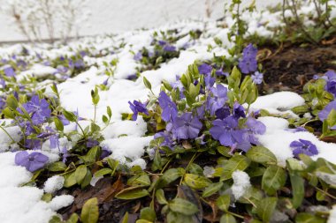 Regensburg, Almanya - 22 Nisan 2022: Karda sürünen mersin mor çiçekler