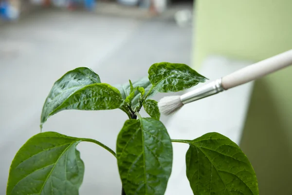 Cleaning the trialeurodes vaporariorum whiteflies colony from the chili plant — Stock Photo, Image