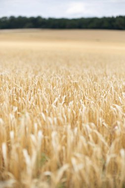 Tarlada olgunlaşmış sarı taneler. Yüksek kalite fotoğraf