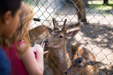 Çocuklar, Münih, Hirschgarden 'daki Sevgili Park' ta genç bir yumurtayı besliyorlar. Yüksek kalite fotoğraf