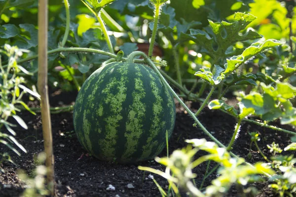 Watermelon Growing Garden Munich Germany High Quality Photo — Stock Photo, Image