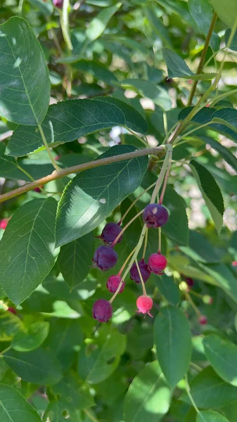 Shadberry Ripe Berry Green Bush Harvest High Quality Photo — Stock Photo, Image