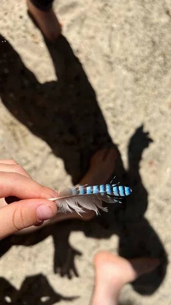jay feather in a hand of a child shadow on the background. High quality photo