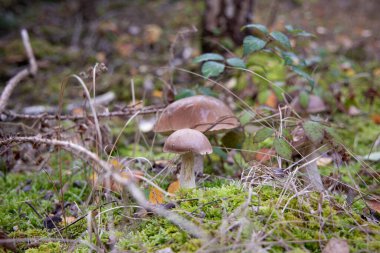 Yosun içinde huş ağacı mantarı. Yüksek kalite fotoğraf