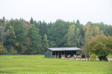Ormandaki ahırın yanında iki at. Yüksek kalite fotoğraf