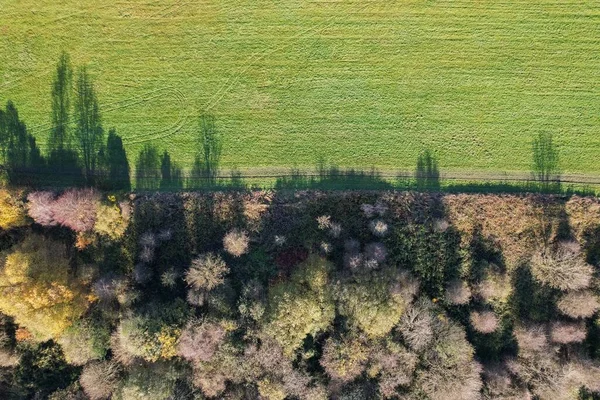 日当たりの良い日の木と農業分野の空中ビュー — ストック写真