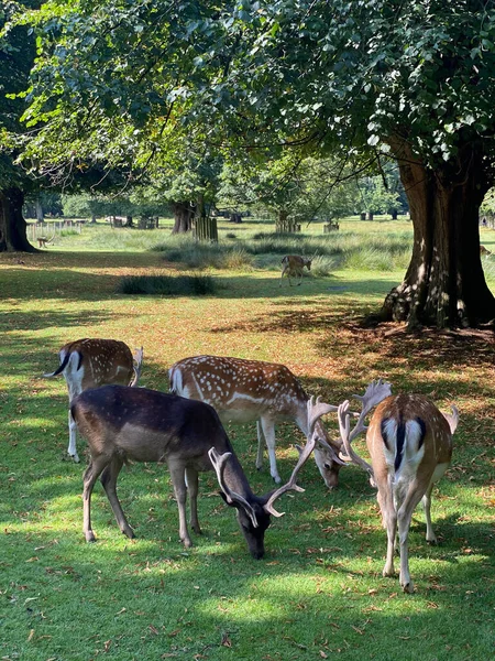 Deer Feeding Dunham Massey National Trust England Autumn Winter Blue — Stock Photo, Image