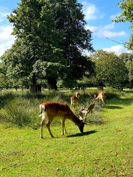 Dunham Massey Ulusal Vakfı 'nda beslenen bir geyik İngiltere - Sonbahar / Kış mavi gökyüzü